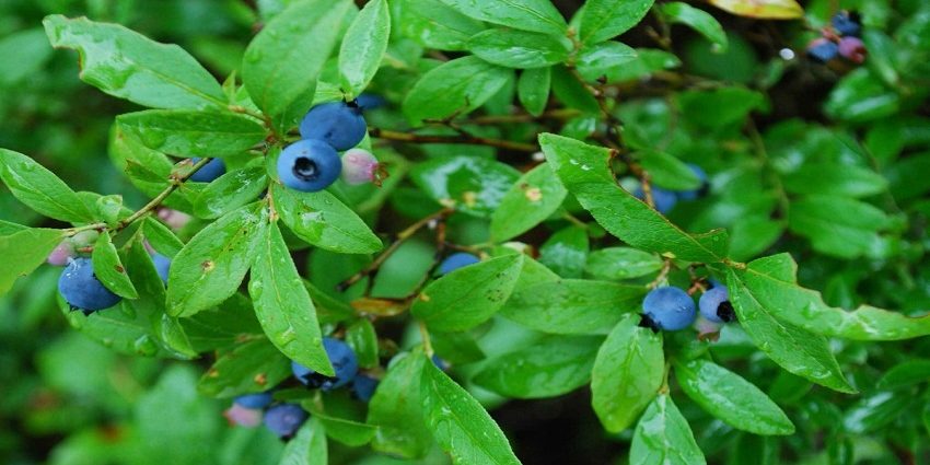 picture of blueberries illustrating the blog article about sustainable gastronomy day