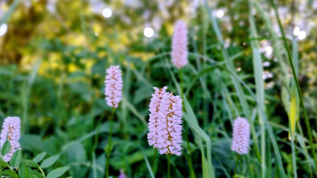 CBAM-Blogpost Nahaufnahme von hohen, rosa Wildblumen mit kleinen, in Büscheln angeordneten Blüten, umgeben von grünem Gras und Laub. Der Hintergrund ist sanft unscharf und weist helle Lichtflecken auf.
