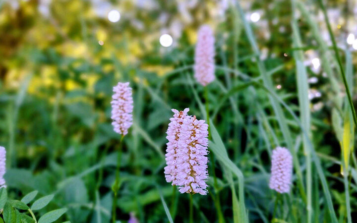 CBAM-Blogpost Nahaufnahme von hohen, rosa Wildblumen mit kleinen, in Büscheln angeordneten Blüten, umgeben von grünem Gras und Laub. Der Hintergrund ist sanft unscharf und weist helle Lichtflecken auf.