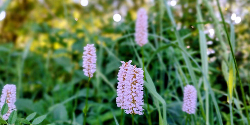 CBAM-Blogpost Nahaufnahme von hohen, rosa Wildblumen mit kleinen, in Büscheln angeordneten Blüten, umgeben von grünem Gras und Laub. Der Hintergrund ist sanft unscharf und weist helle Lichtflecken auf.