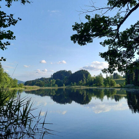 Ein ruhiger See, umgeben von Bäumen und hohem Gras, mit einem strahlend blauen Himmel und vereinzelten Wolken, die sich auf der Wasseroberfläche spiegeln. Äste rahmen die Szene von oben ein.