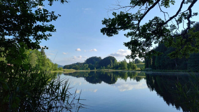 CDP-Response-Check-2026 Ein ruhiger See, umgeben von Bäumen und hohem Gras, mit einem strahlend blauen Himmel und vereinzelten Wolken, die sich auf der Wasseroberfläche spiegeln. Äste rahmen die Szene von oben ein.
