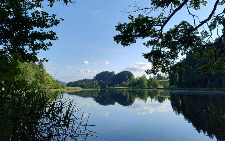 CDP-Response-Check-2026 Ein ruhiger See, umgeben von Bäumen und hohem Gras, mit einem strahlend blauen Himmel und vereinzelten Wolken, die sich auf der Wasseroberfläche spiegeln. Äste rahmen die Szene von oben ein.