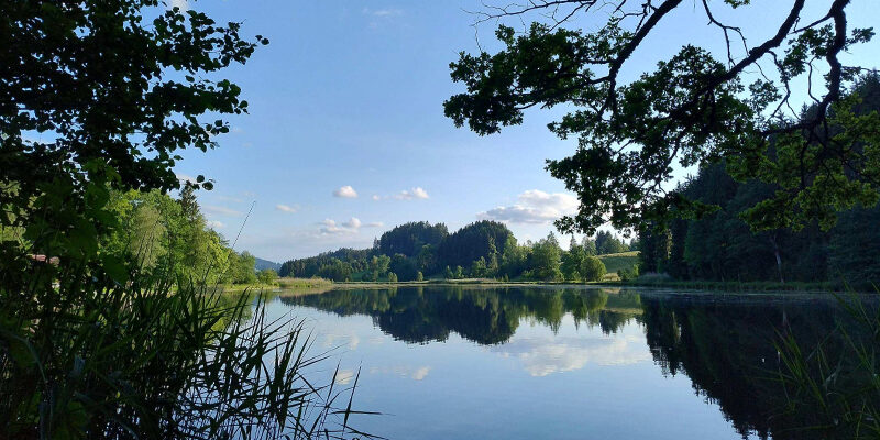 CDP-Response-Check-2026 Ein ruhiger See, umgeben von Bäumen und hohem Gras, mit einem strahlend blauen Himmel und vereinzelten Wolken, die sich auf der Wasseroberfläche spiegeln. Äste rahmen die Szene von oben ein.
