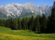 Eine grüne Wiese mit gelben Wildblumen und hohen Kiefern im Vordergrund, mit großen, zerklüfteten Bergen und Schneeflecken im Hintergrund unter einem klaren blauen Himmel.
