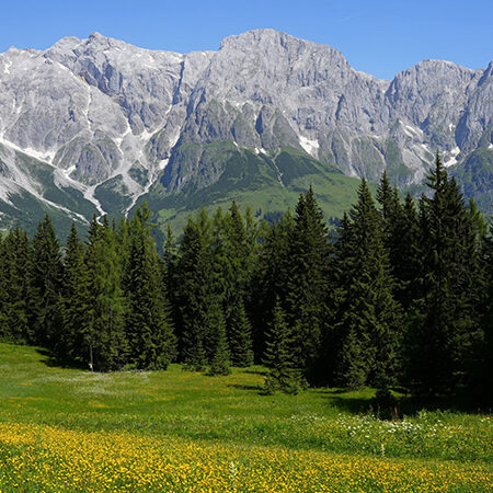 Eine grüne Wiese mit gelben Wildblumen und hohen Kiefern im Vordergrund, mit großen, zerklüfteten Bergen und Schneeflecken im Hintergrund unter einem klaren blauen Himmel.