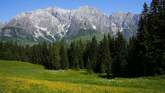 CDP-ScoringMethodik-2026 Eine grüne Wiese mit gelben Wildblumen und hohen Kiefern im Vordergrund, mit großen, zerklüfteten Bergen und Schneeflecken im Hintergrund unter einem klaren blauen Himmel.