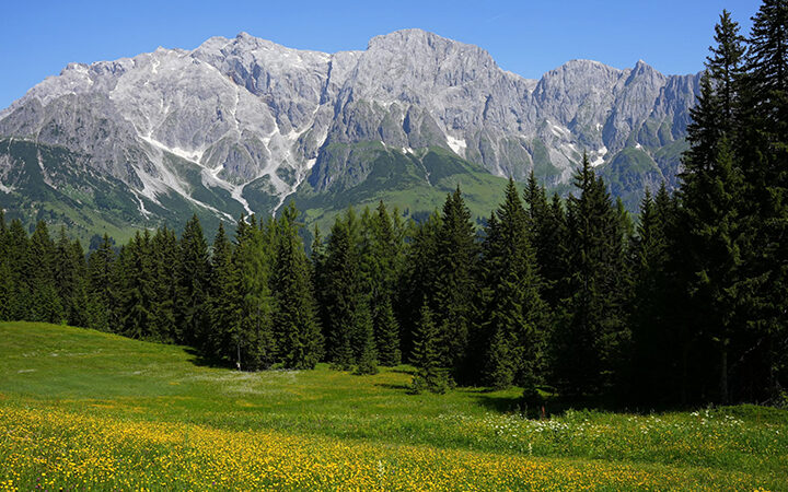 CDP-ScoringMethodik-2026 Eine grüne Wiese mit gelben Wildblumen und hohen Kiefern im Vordergrund, mit großen, zerklüfteten Bergen und Schneeflecken im Hintergrund unter einem klaren blauen Himmel.