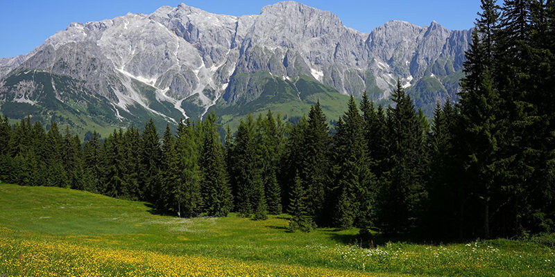CDP-ScoringMethodik-2026 Eine grüne Wiese mit gelben Wildblumen und hohen Kiefern im Vordergrund, mit großen, zerklüfteten Bergen und Schneeflecken im Hintergrund unter einem klaren blauen Himmel.