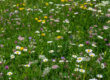 Eine bunte Wildblumenwiese mit grünem Gras und verschiedenen blühenden Blumen, darunter weiße Gänseblümchen, gelbe, violette und rosa Blüten, die eine lebendige und natürliche Landschaft schaffen.