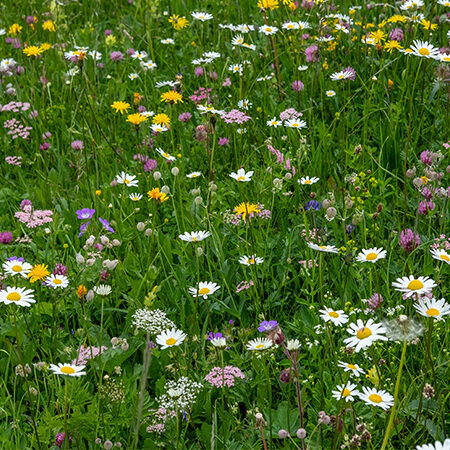 Eine bunte Wildblumenwiese mit grünem Gras und verschiedenen blühenden Blumen, darunter weiße Gänseblümchen, gelbe, violette und rosa Blüten, die eine lebendige und natürliche Landschaft schaffen.