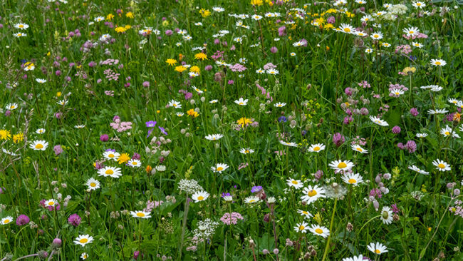 CarbonRemovals Eine bunte Wildblumenwiese mit grünem Gras und verschiedenen blühenden Blumen, darunter weiße Gänseblümchen, gelbe, violette und rosa Blüten, die eine lebendige und natürliche Landschaft schaffen.