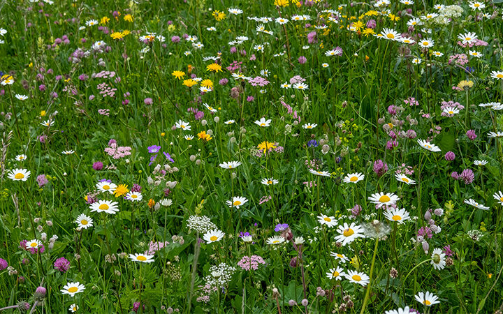 CarbonRemovals Eine bunte Wildblumenwiese mit grünem Gras und verschiedenen blühenden Blumen, darunter weiße Gänseblümchen, gelbe, violette und rosa Blüten, die eine lebendige und natürliche Landschaft schaffen.
