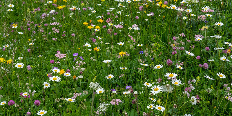 CarbonRemovals Eine bunte Wildblumenwiese mit grünem Gras und verschiedenen blühenden Blumen, darunter weiße Gänseblümchen, gelbe, violette und rosa Blüten, die eine lebendige und natürliche Landschaft schaffen.