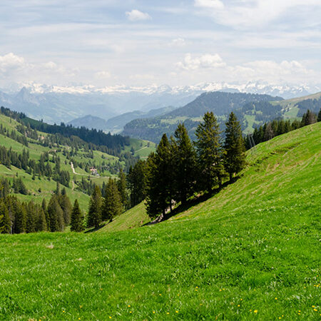 Ein üppig grüner, baumbestandener Hang mit Blick auf ein malerisches Tal mit sanften Hügeln und fernen schneebedeckten Bergen unter einem teilweise bewölkten Himmel.