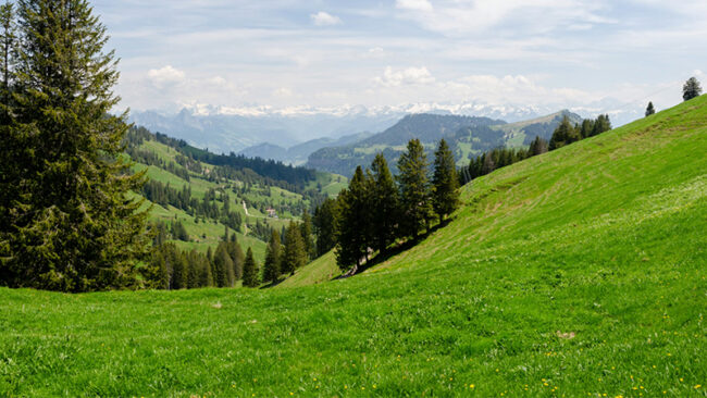 DPP_Blog Ein üppig grüner, baumbestandener Hang mit Blick auf ein malerisches Tal mit sanften Hügeln und fernen schneebedeckten Bergen unter einem teilweise bewölkten Himmel.