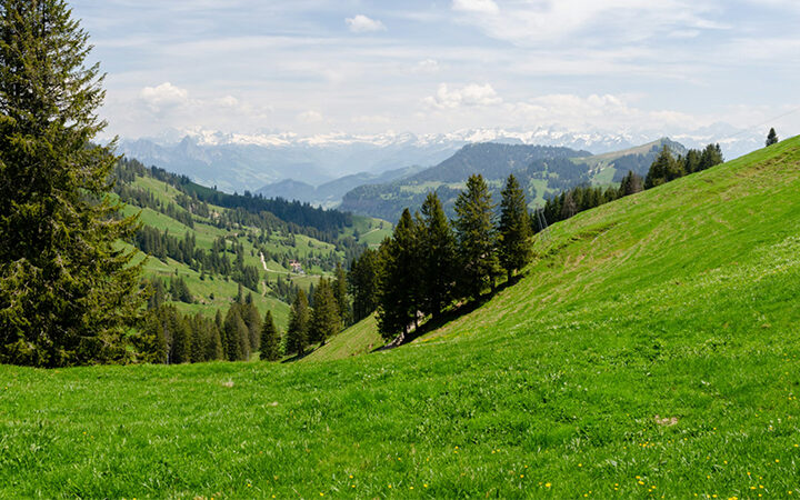 DPP_Blog Ein üppig grüner, baumbestandener Hang mit Blick auf ein malerisches Tal mit sanften Hügeln und fernen schneebedeckten Bergen unter einem teilweise bewölkten Himmel.