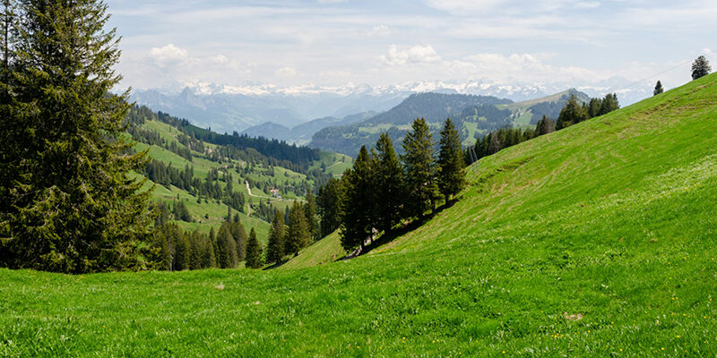 DPP_Blog Ein üppig grüner, baumbestandener Hang mit Blick auf ein malerisches Tal mit sanften Hügeln und fernen schneebedeckten Bergen unter einem teilweise bewölkten Himmel.