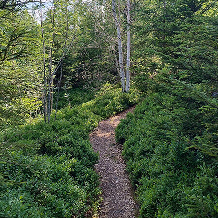 Ein schmaler Feldweg schlängelt sich bei strahlendem Tageslicht durch dichtes, grünes Gebüsch und Bäume in einem Waldgebiet.