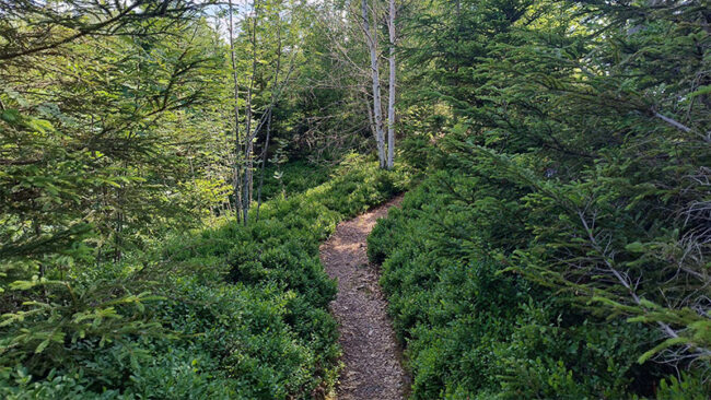 ESRS-Webinar_FAQ Ein schmaler Feldweg schlängelt sich bei strahlendem Tageslicht durch dichtes, grünes Gebüsch und Bäume in einem Waldgebiet.