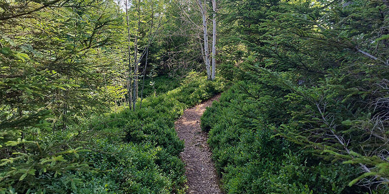 ESRS-Webinar_FAQ Ein schmaler Feldweg schlängelt sich bei strahlendem Tageslicht durch dichtes, grünes Gebüsch und Bäume in einem Waldgebiet.