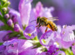 ESRS E4 Biodiversität & Ökosysteme
