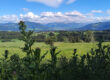 Grüne Wiesen und ferne, bewaldete Hügel unter einem blauen Himmel mit vereinzelten Wolken, gesehen durch hohe Distelpflanzen im Vordergrund. Im Hintergrund erheben sich Berge.