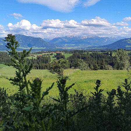 Grüne Wiesen und ferne, bewaldete Hügel unter einem blauen Himmel mit vereinzelten Wolken, gesehen durch hohe Distelpflanzen im Vordergrund. Im Hintergrund erheben sich Berge.