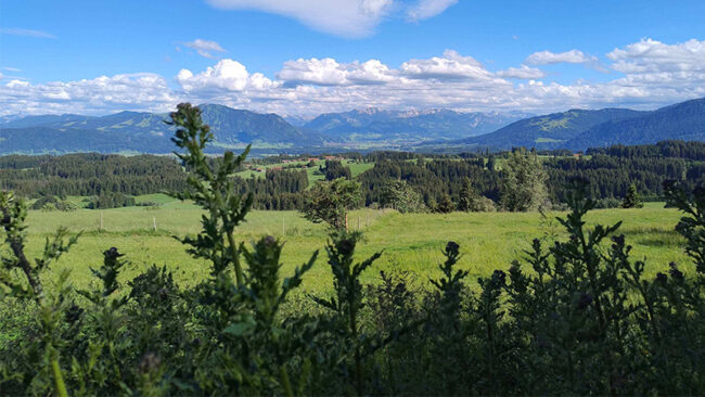 EcoVadis Sustainability Ratings Index Grüne Wiesen und ferne, bewaldete Hügel unter einem blauen Himmel mit vereinzelten Wolken, gesehen durch hohe Distelpflanzen im Vordergrund. Im Hintergrund erheben sich Berge.