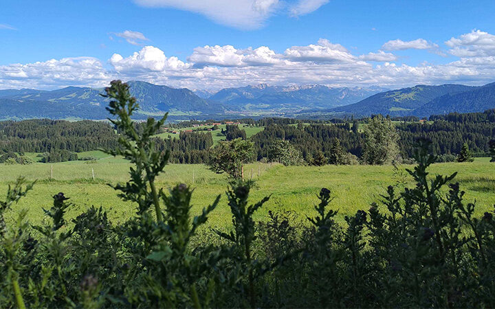 EcoVadis Sustainability Ratings Index Grüne Wiesen und ferne, bewaldete Hügel unter einem blauen Himmel mit vereinzelten Wolken, gesehen durch hohe Distelpflanzen im Vordergrund. Im Hintergrund erheben sich Berge.