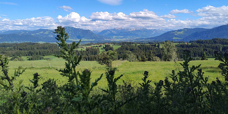 EcoVadis Sustainability Ratings Index Grüne Wiesen und ferne, bewaldete Hügel unter einem blauen Himmel mit vereinzelten Wolken, gesehen durch hohe Distelpflanzen im Vordergrund. Im Hintergrund erheben sich Berge.