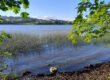 Ein ruhiger See, umgeben von hohem Gras und grünen Bäumen, mit klarem Wasser im Vordergrund und grünen Hügeln unter blauem Himmel im Hintergrund.
