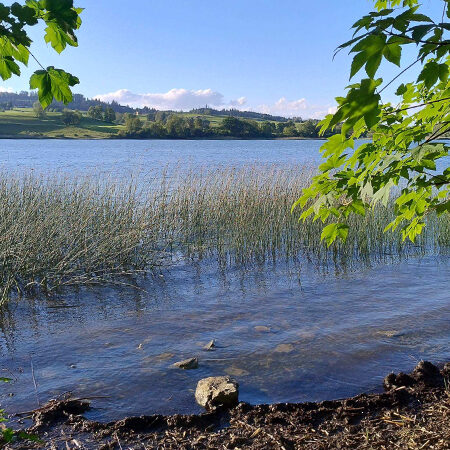 Ein ruhiger See, umgeben von hohem Gras und grünen Bäumen, mit klarem Wasser im Vordergrund und grünen Hügeln unter blauem Himmel im Hintergrund.
