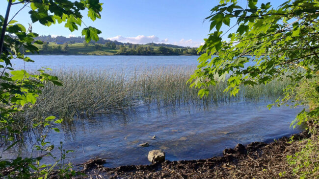 Energie-Souveränität Ein ruhiger See, umgeben von hohem Gras und grünen Bäumen, mit klarem Wasser im Vordergrund und grünen Hügeln unter blauem Himmel im Hintergrund.