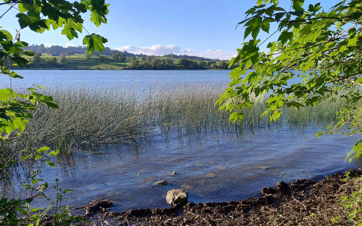 Energie-Souveränität Ein ruhiger See, umgeben von hohem Gras und grünen Bäumen, mit klarem Wasser im Vordergrund und grünen Hügeln unter blauem Himmel im Hintergrund.