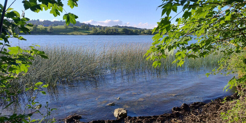 Energie-Souveränität Ein ruhiger See, umgeben von hohem Gras und grünen Bäumen, mit klarem Wasser im Vordergrund und grünen Hügeln unter blauem Himmel im Hintergrund.