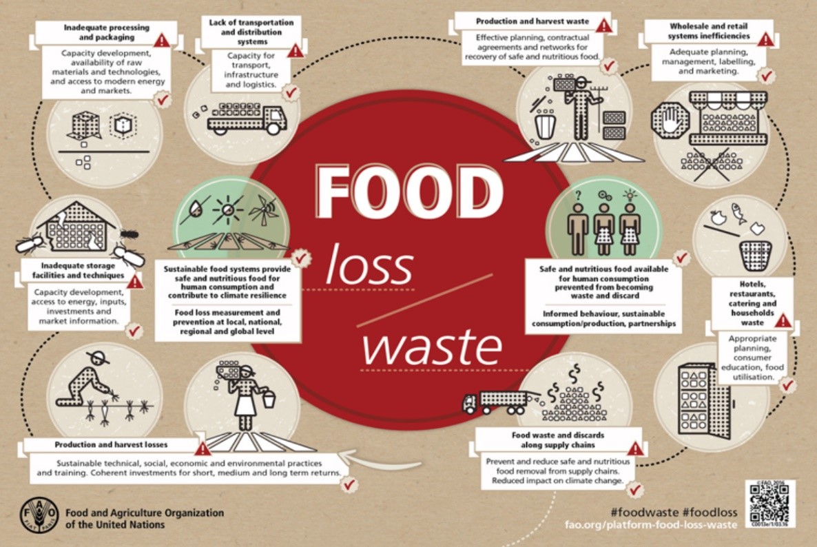 a graphic showing food loss and food waste process