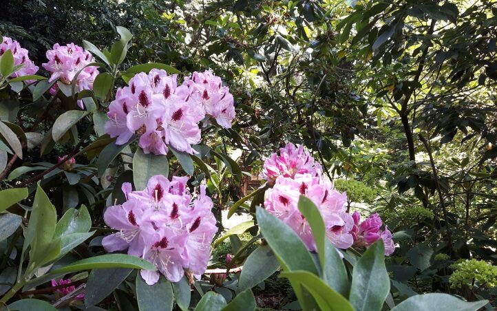 Focus on pink rhododendron with green leaves