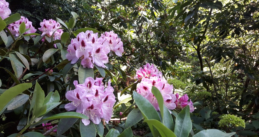 Focus on pink rhododendron with green leaves