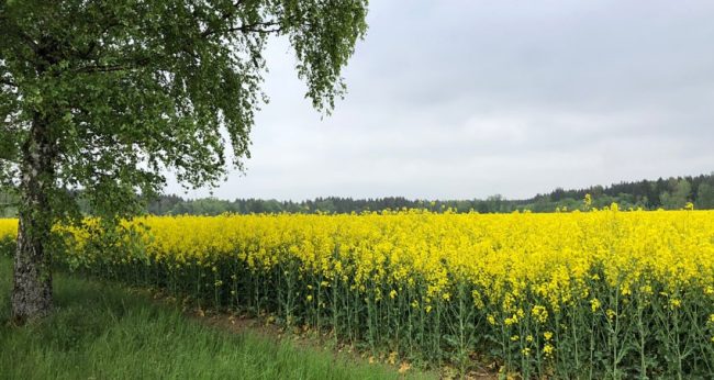Focus on yellow rapeseed field