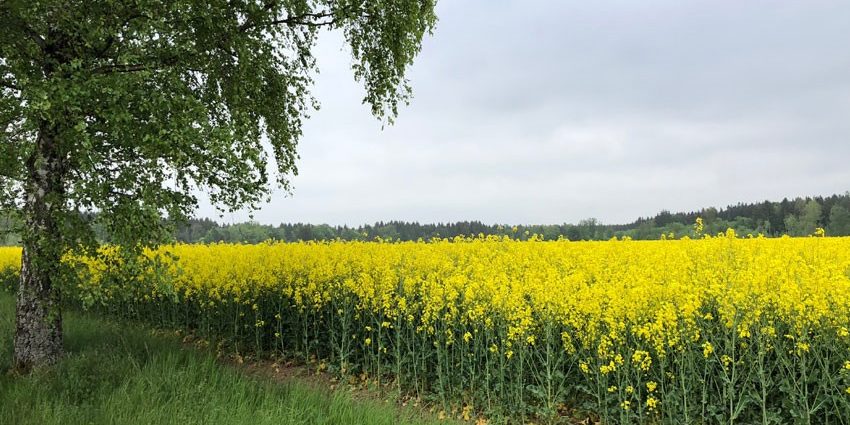 Focus on yellow rapeseed field
