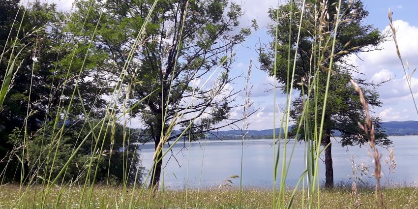 Lake seen through the grass