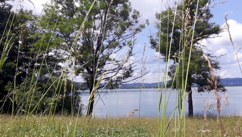 Lake seen through the grass