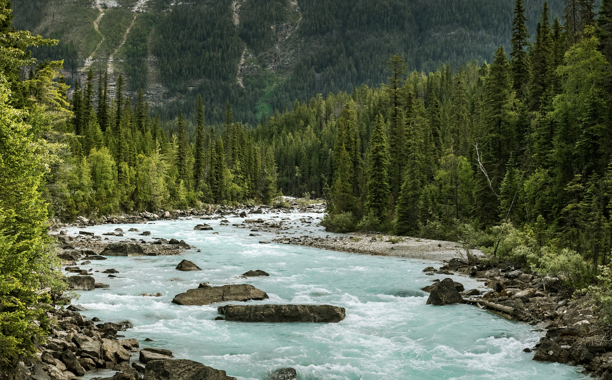Ein türkisfarbener Fluss fließt durch eine felsige, bewaldete Landschaft mit hohen immergrünen Bäumen auf beiden Seiten und bewaldeten Bergen im Hintergrund.