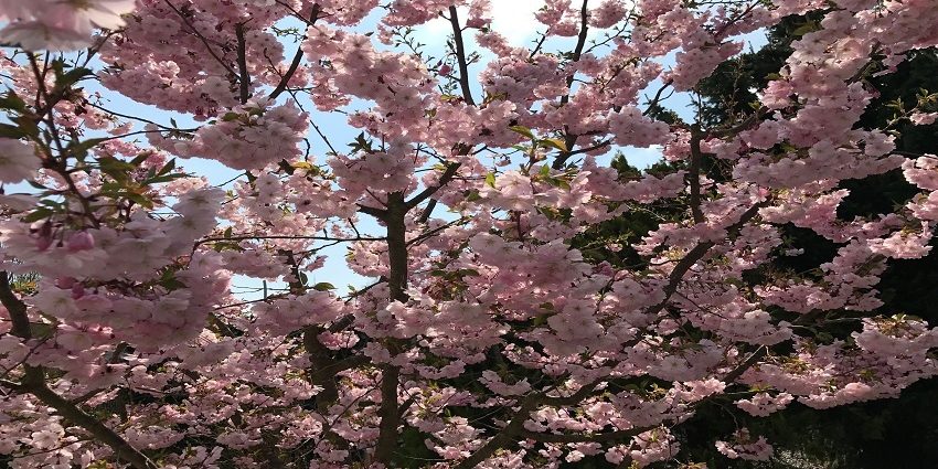 focus on cherry blossom tree