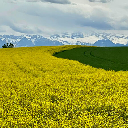 Ein leuchtend gelbes Rapsfeld geht unter einem wolkenverhangenen Himmel in ein grünes Feld über, und in der Ferne sind schneebedeckte Berge zu sehen.