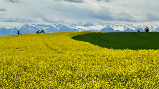 PPWR_Blog Ein leuchtend gelbes Rapsfeld geht unter einem wolkenverhangenen Himmel in ein grünes Feld über, und in der Ferne sind schneebedeckte Berge zu sehen.
