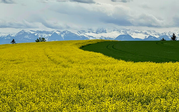 PPWR_Blog Ein leuchtend gelbes Rapsfeld geht unter einem wolkenverhangenen Himmel in ein grünes Feld über, und in der Ferne sind schneebedeckte Berge zu sehen.