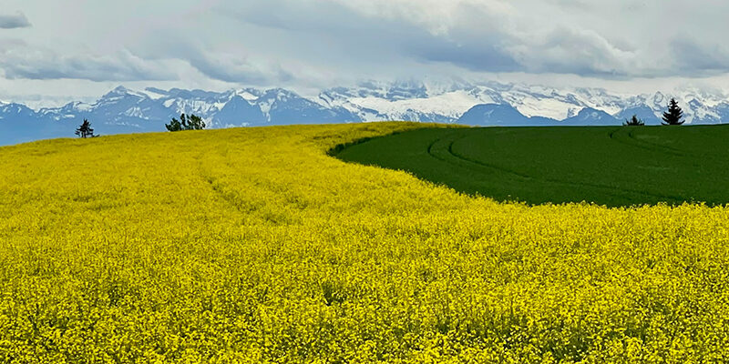 PPWR_Blog Ein leuchtend gelbes Rapsfeld geht unter einem wolkenverhangenen Himmel in ein grünes Feld über, und in der Ferne sind schneebedeckte Berge zu sehen.