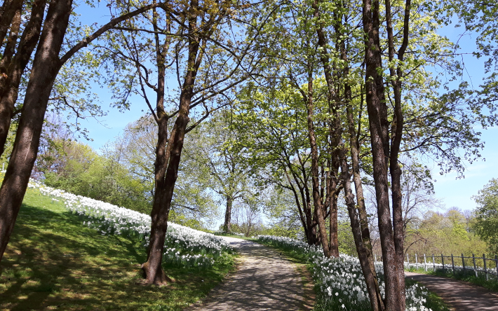 picture of spring flowers and trees illustrating the article about CDP participation 2018